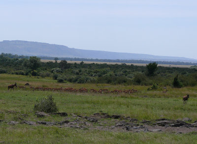 Around 12:00 two topi wandered onto the stage.  The cheetah remained hiding across the road.