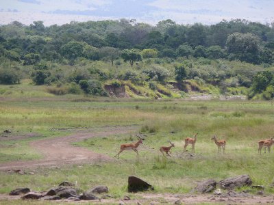 After about 1/2 hr, the topi left. A few minutes after that a lone 'boy' wandered onto the scene, the male buck gave chase.