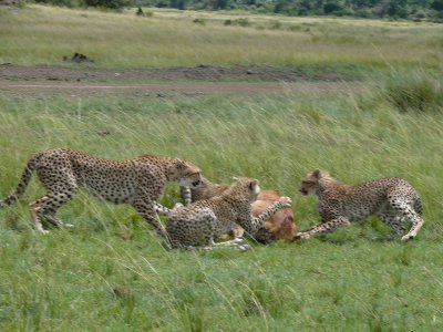 After a short few minutes of eating, the impala's leg twitched and scared the cubs!