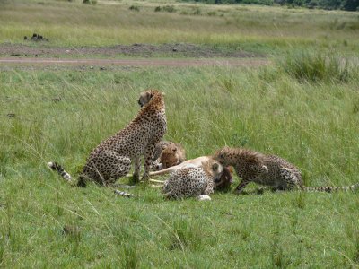 All is calm again, but mom still keeps a lookout for hyena