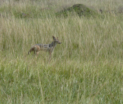 A jackal was also waiting in the wings,  This was at 12:53.