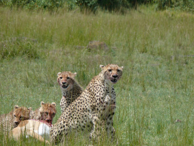 A cheetah mom takes her cubs to lunch...