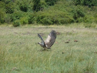 They are not so bad looking with their wings spread