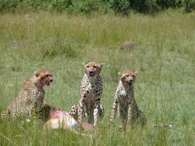 We left at 13:46, just after this picture.  The hyena was still across the road and the vultures still waited patiently.