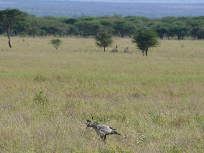 The Serengeti, (Serena Lodge) May 23, 2007
