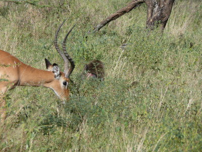 An impala with an olive baboon's butt showing through the grass