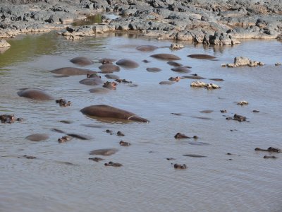 Hippos at Retima Pool