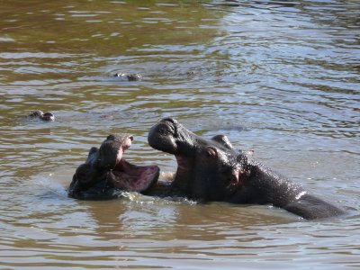 Hippos in action.  Kissing?  Fighting?  Not sure!