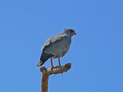 Dark chanting goshawk