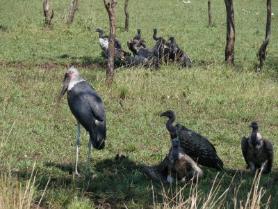 Even Maribou storks like to get in on the action, everyone has a pecking order though