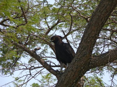 Long crested eagle