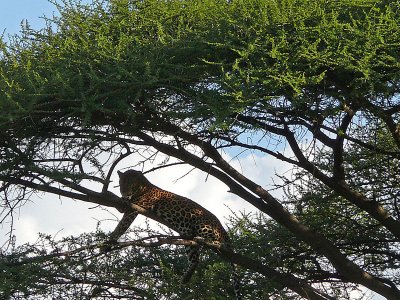 Look - it's a leopard up there!