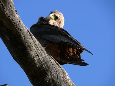 Baby bateleur eagle