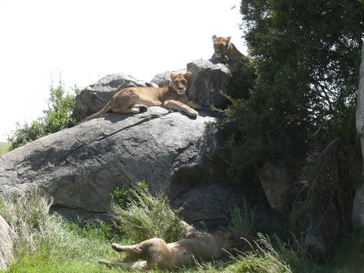 Lions just lying around a kopje in the Serengeti