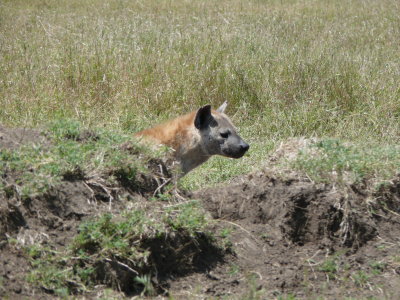 A hyena loping along