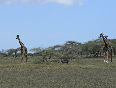 Giraffe on the Serengeti Plains