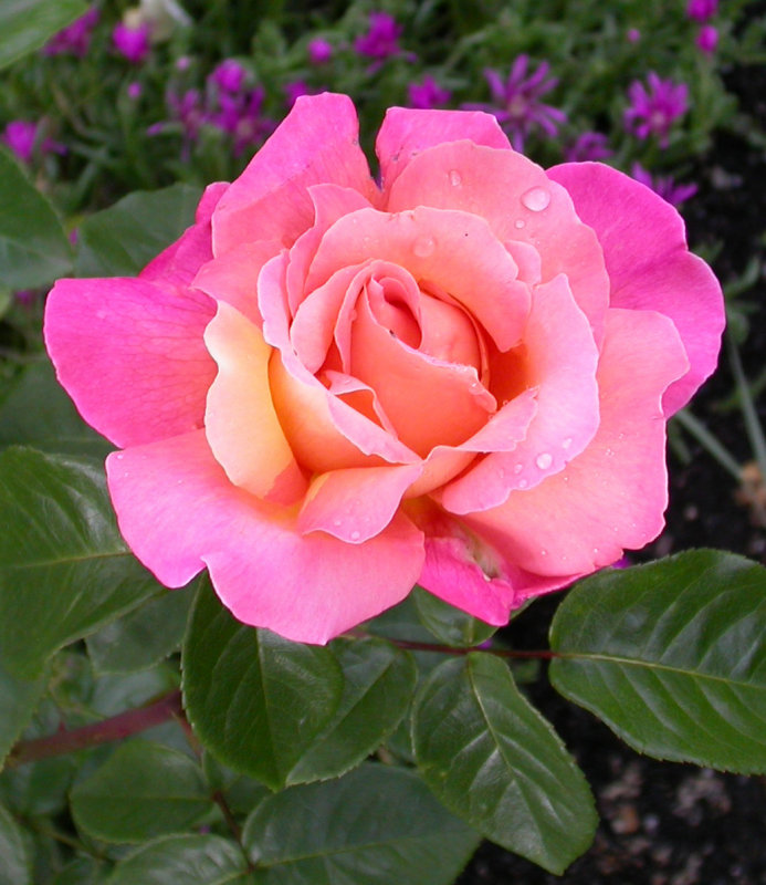 A pretty rose
