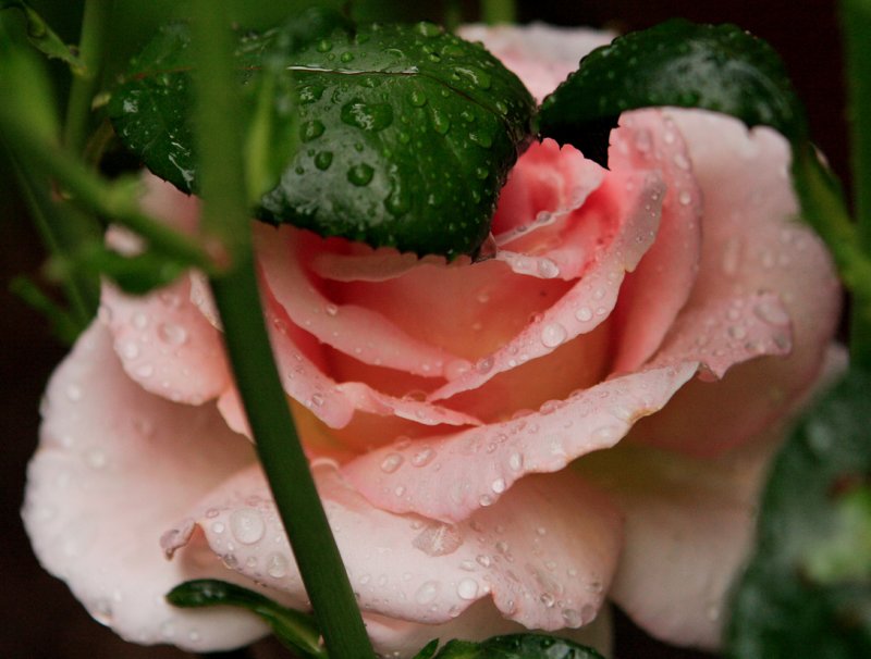 Wet rose peeking.JPG
