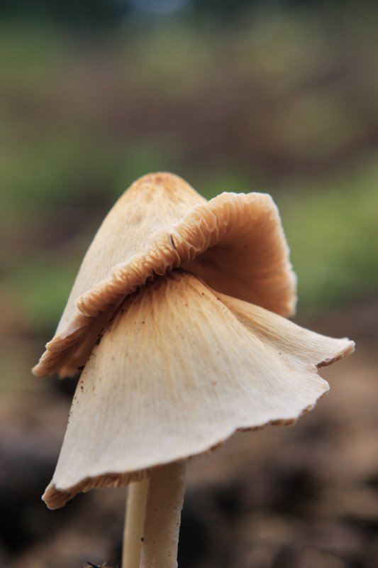 Mushroom in the lower pasture.jpg