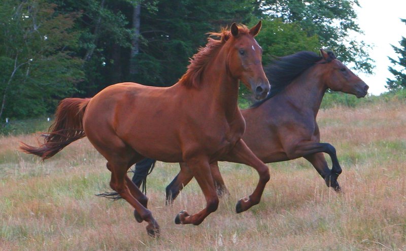 Sisters running