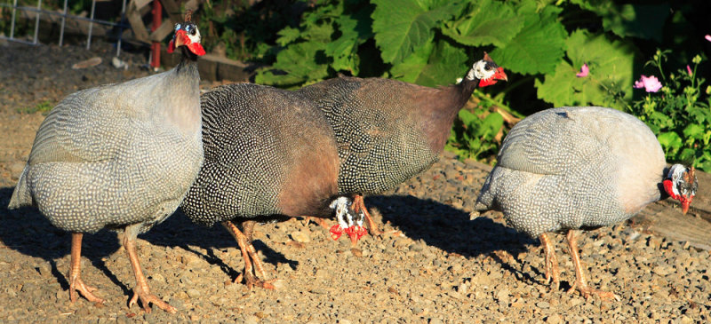 Reginas Guinea hens .JPG