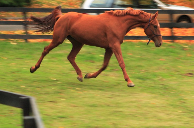 Walking on air or what some would call a lofty trot.