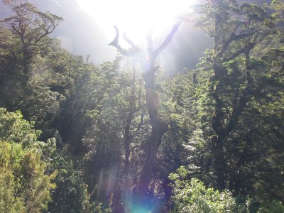 NZ Beech forest.JPG