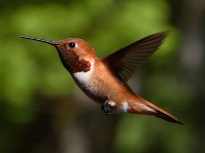 Hummingbird 20.JPG