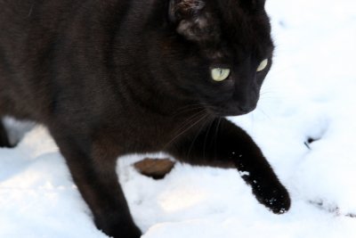 Sheba in the snow.jpg