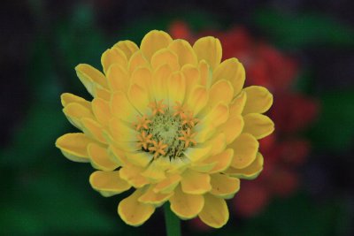 Yellow flower.JPG
