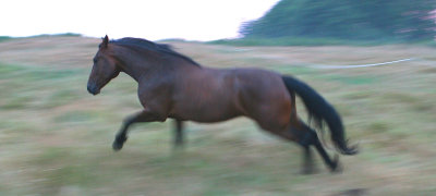 Horse - Shadow Dancer