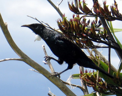 NZ Bird.jpg