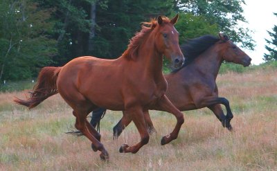 Sisters running