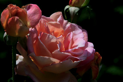 Another rose.JPG
