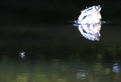 Fish jumping and thistle seed