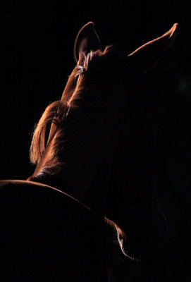 Profile of Royal Lady Abigail ( before she combed her hair)