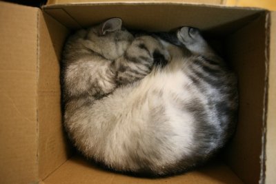 Baboo FedEx