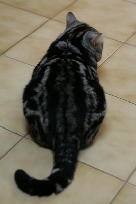 ڬOӭDD