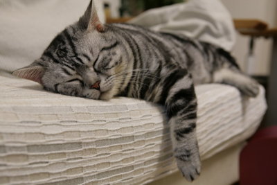 ZZZzzzz.....