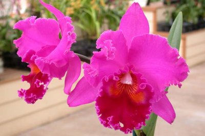 Orchids for sale at the Akatsuka Orchid Gardens