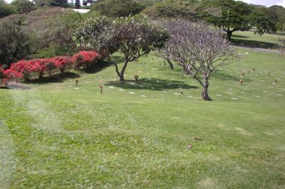 Flowering Shrubs at Punchbowl