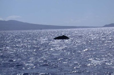 Humpback in the Distance