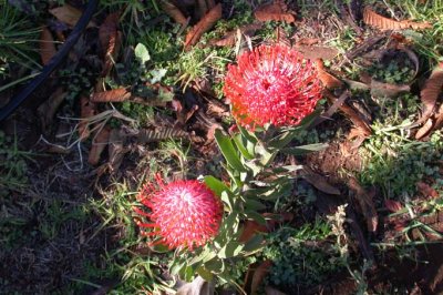 Red Protea blossom