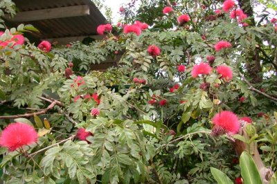 Tree in Bloom