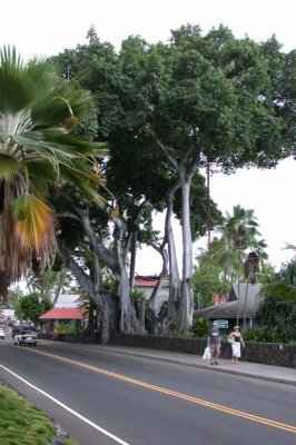 Large-Trunked tree on Alii Drive
