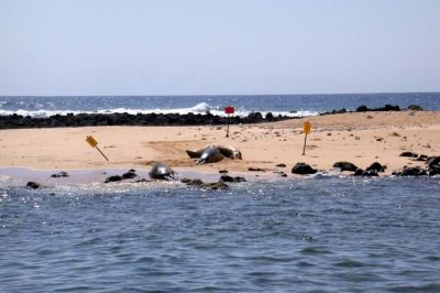Monk Seals at Po'ipu Beach Park