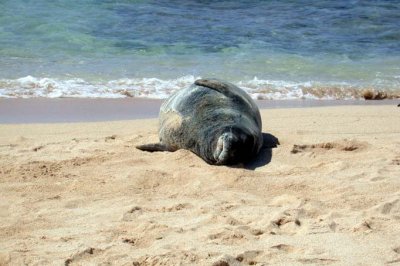Another Monk Seal