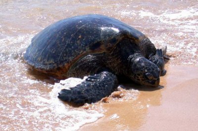 Sea Turtle Coming onto the Beach