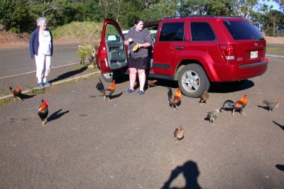 Karen Feeding the Chickens at the Waimea Canyon Overlook