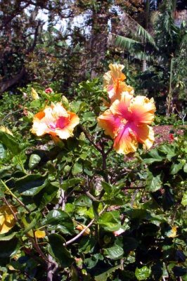 The Gardens at the Dole Pineapple Plantation